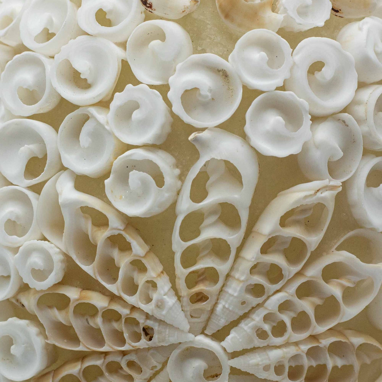 Detailweergave van handgemaakte ovale schelplamp met natuurlijke schelptextuur en kustelegantie
