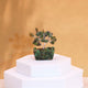 Mini Groene Aventurijn Edelsteen Boom met Orgonite Basis - 15 Stenen
